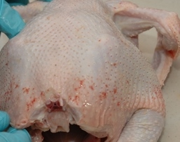 fresh plucked chicken